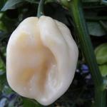 Capsicum chinense 'White Habanero' - 