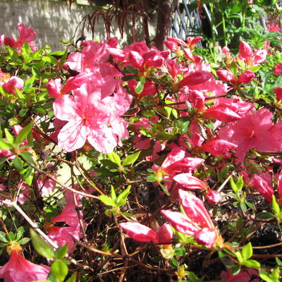 Rhododendron 'Momoko' - 