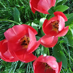 Tulipa 'Mystic van Eijk' - 