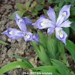 Iris cristata - Kamm-Iris