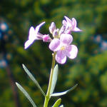 Aethionema cordifolium - Aethionema cordifolium - Grossblütiges Steintäschel