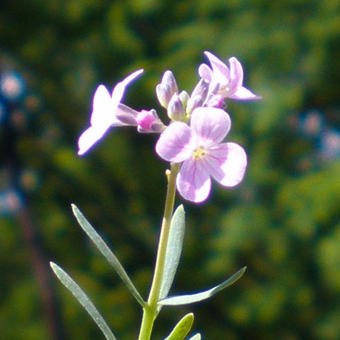 Aethionema cordifolium