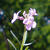 Aethionema cordifolium