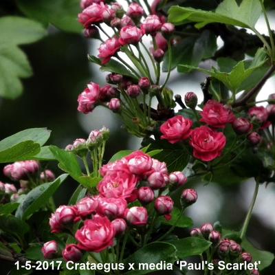 Crataegus x media 'Paul's Scarlet' - AUBEPINE ROUGE