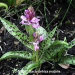 Dactylorhiza majalis - 