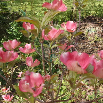 Cornus florida f. rubra  - 