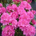 Rhododendron 'Claudine' - 