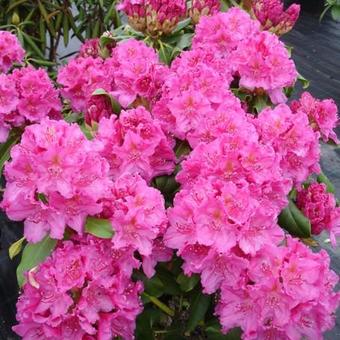 Rhododendron 'Claudine'
