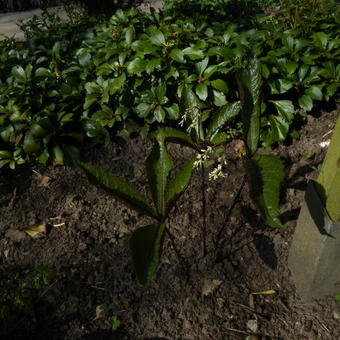 Chloranthus fortunei