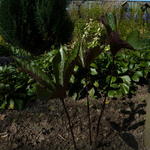 Chloranthus fortunei - 