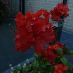 Rhododendron 'Gibraltar' - 