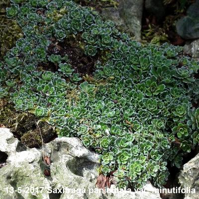 Saxifraga paniculata var. minutifolia - 