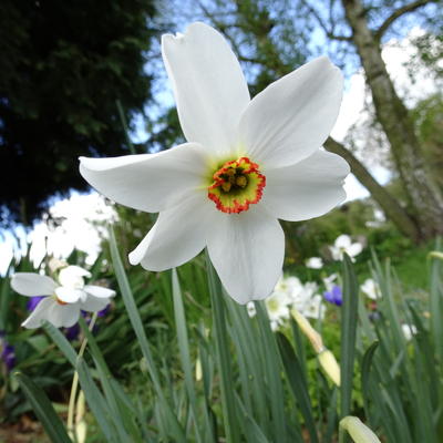 Narcissus poeticus var. recurvus - 
