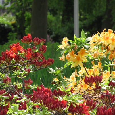 Rhododendron 'Feuerwerk' - 
