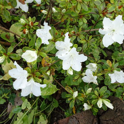Rhododendron 'Pleasant White' - 