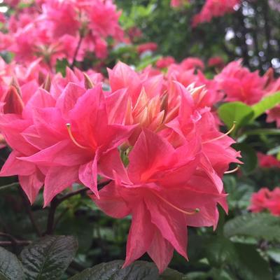 Rhododendron 'Norma' - 
