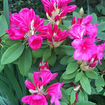Rhododendron 'Anna Rose Whitney' - 