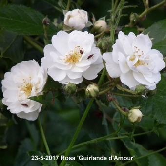 Rosa 'Guirlande d'Amour'