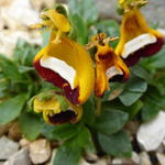 Calceolaria 'Walter Shrimpton' - 