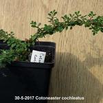Cotoneaster cochleatus - Kaschmir-Zwergmispel