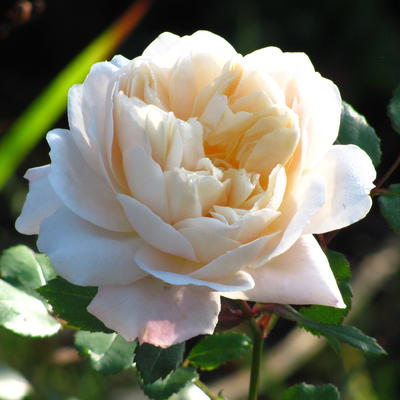 Rosa 'Crocus Rose' - 