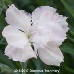 Dianthus 'Inchmery' - 