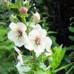 Verbascum blattaria f. albiflorum - 