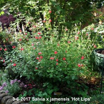 Salvia x jamensis 'Hot Lips'