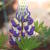 Lupinus  russell 'The Governor'