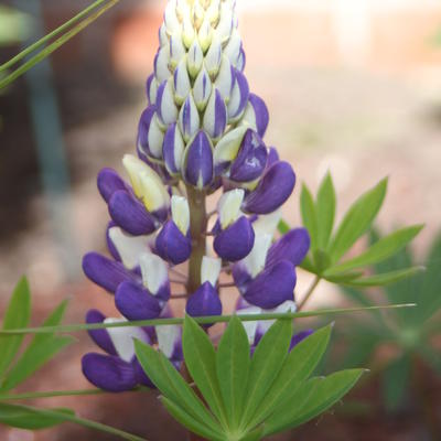 Lupinus  russell 'The Governor' - Lupinus  russell 'The Governor'