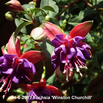 Fuchsia 'Winston Churchill' - 