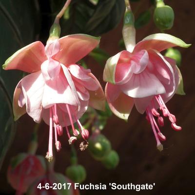 Fuchsia 'Southgate' - 