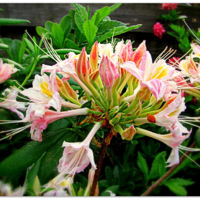 Rhododendron 'Tri-Lights' - 