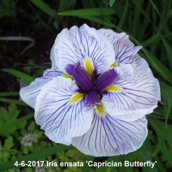 Iris ensata 'Caprician Butterfly'