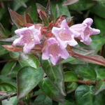 Abelia x grandiflora 'Edward Goucher' - Abelia x grandiflora 'Edward Goucher' - 
