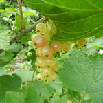 Ribes rubrum 'Versaillaise Blanche' - 