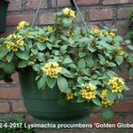 Lysimachia procumbens 'Golden Globes' - 