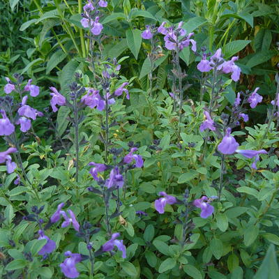 Salvia x jamensis 'Javier' - 