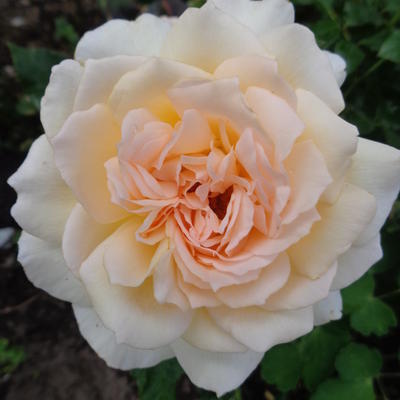 Rosa 'Chandos Beauty' - 