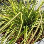 Carex oshimensis 'Eversheen' - Carex oshimensis 'Eversheen'