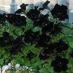 Petunia 'Black Velvet' - 