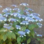 Hydrangea serrata 'Bluebird' - 