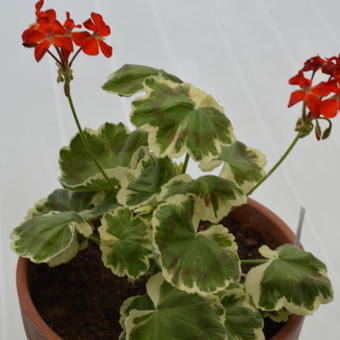 Pelargonium 'Miss Burdett Coutts'