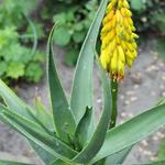 Aloe striatula - 