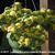 Lysimachia procumbens 'Golden Globes'