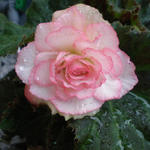 Begonia grandiflorum 'Picotee White Red' - 
