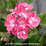 Pelargonium 'Fanny Eden' - 