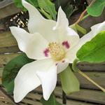 Magnolia macrophylla - Großblättrige Magnolie