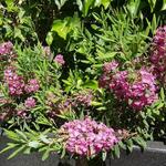 Kalmia  angustifolia ’Rubra’ - Kalmia angustifolia ’Rubra’