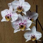 Phalaenopsis - 